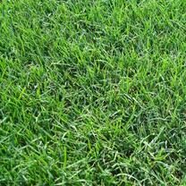 http://itata.uabuntu.com/wp-content/uploads/2019/07/bermuda-grass-208x208.jpg
